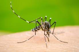 23 dengue patients hospitalized in last 24hrs