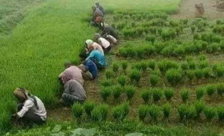Boro farming progressing fast in Gaibandha