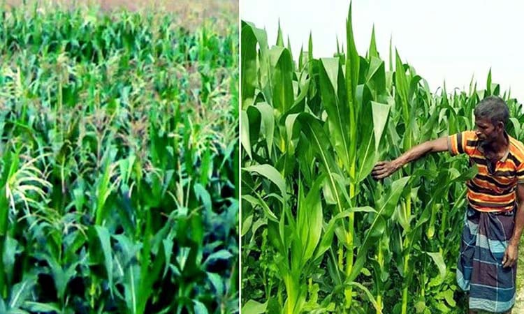 All-time record maize production likely in Rangpur region