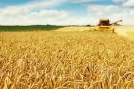 50,200 MTs wheat from Argentina arrive at Ctg port