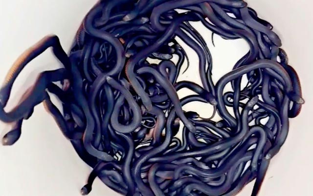 Australian team wrangles 102 venomous snakes from backyard