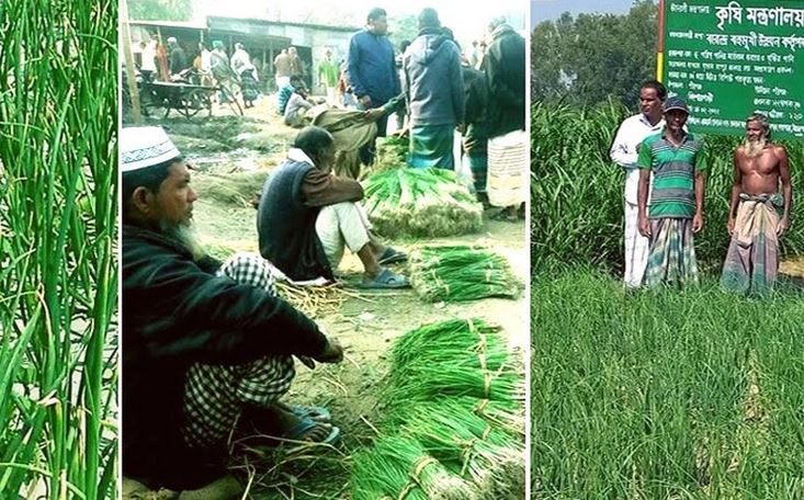 Rangpur farmers exceed onion farming target, bumper output likely