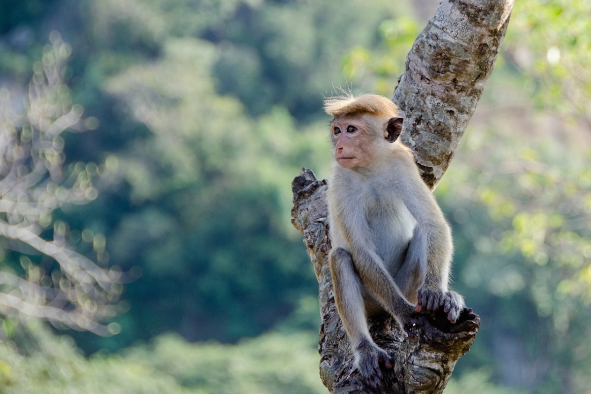 Sri Lankan monkey causes nationwide blackout