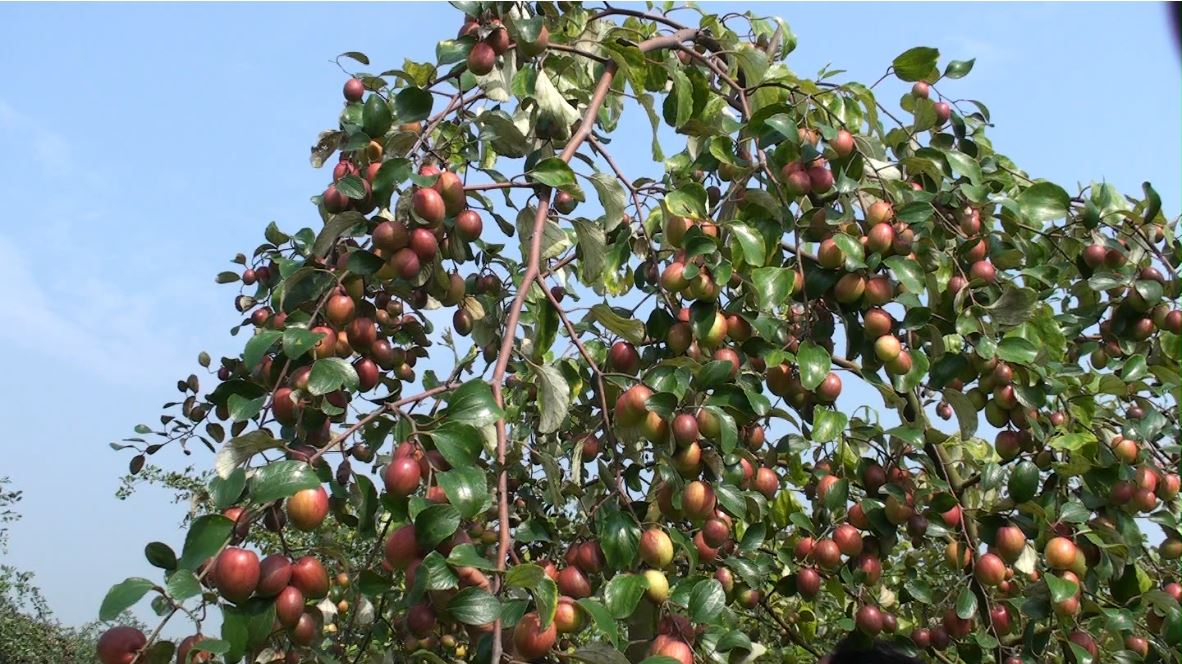 Commercial plum cultivation booms in Satkhira 