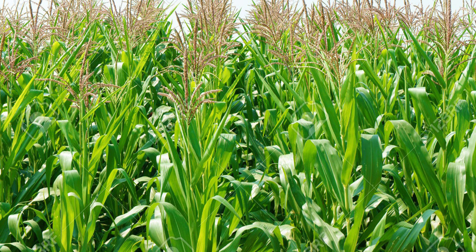 Maize cultivation gains popularity among char dwellers in Gaibandha