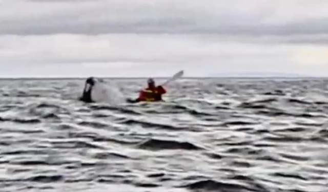 'Thought he'd swallowed me!': whale gulps kayaker in Chile, spits him out