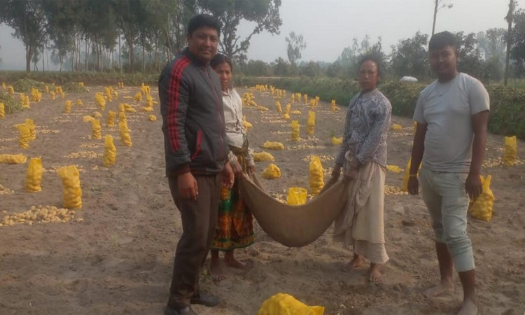 Potatoes of Thakurgaon garner global market's attention