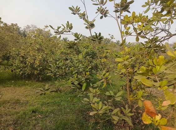 Research finds cashew nuts farming prospect in Khulna coastal region
