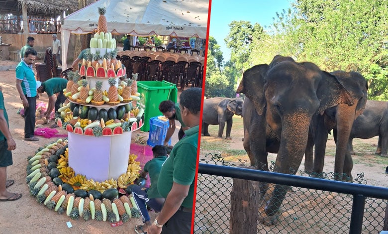 Fruit feast as Sri Lanka's first jumbo orphanage marks golden jubilee