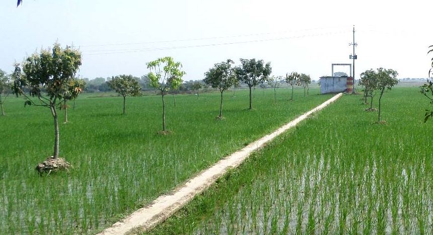 BMDA irrigation makes farmers in Rajshahi happy enormously