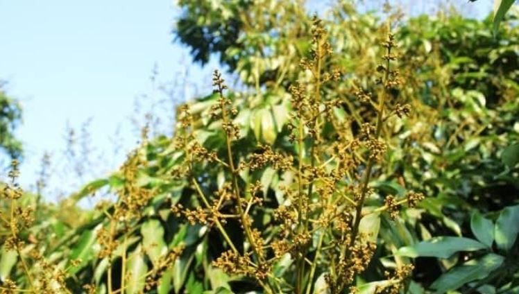 Bumper litchi production expected this year