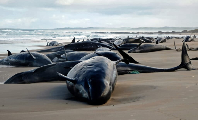 Pod of 157 dolphins stranded on remote Australian beach