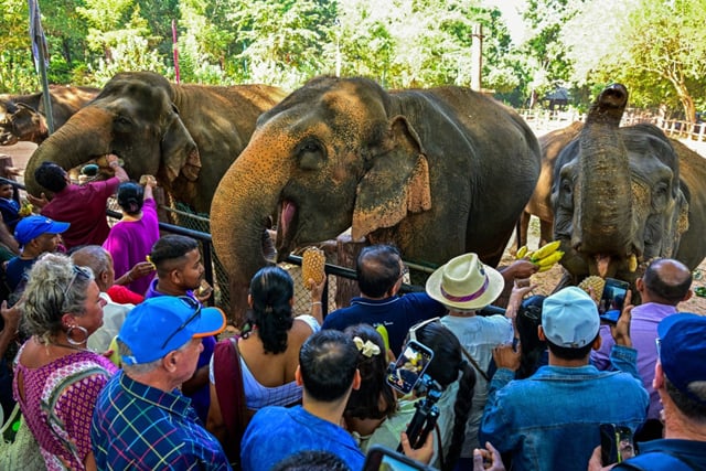 Fruit feast as Sri Lanka's first elephant orphanage marks golden jubilee