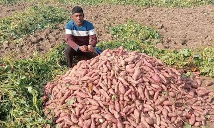 29000 tones sweet potato production likely in Jamalpur