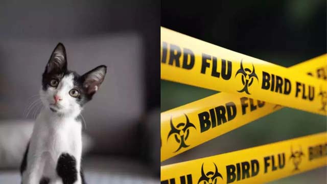 People can spread bird flu to their cats, US study suggests