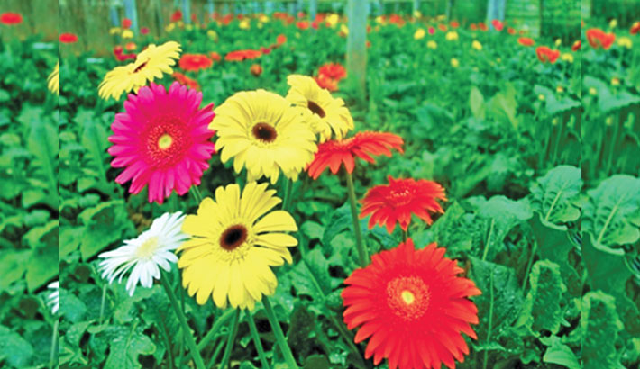 Commercial flower farming becomes boon for many in Rajshahi