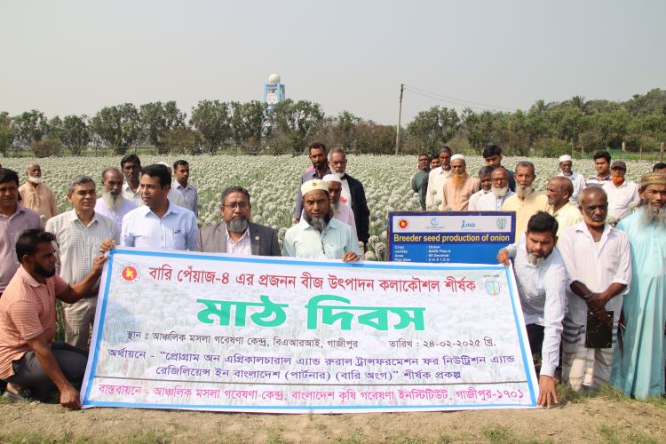 BARI organizes field demos on breeding seed production technique of BARI-4  onion 