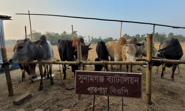 BGB seizes 10 Indian cattle at Sunamganj border 