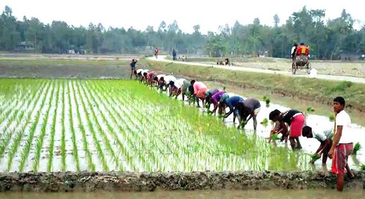 Boro farming nearing completion in Gaibandha