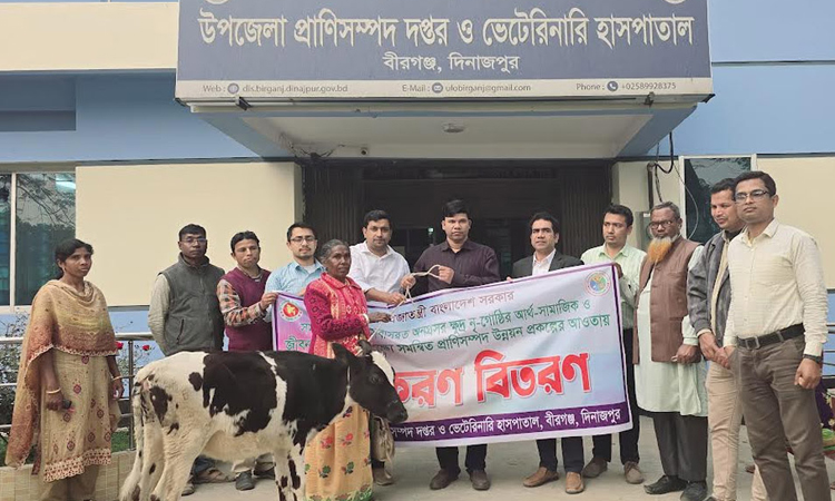 Cows distributed among 70 ethnic groups people in Dinajpur