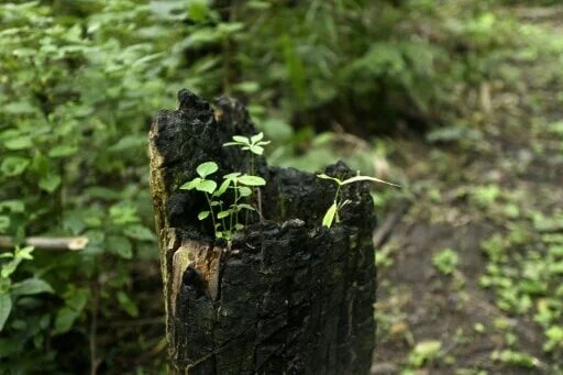 Burn land or plant trees? Bolivian farmers weigh their options