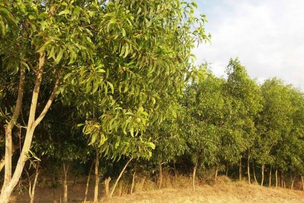 Afforestation crucial to mitigate Rajshahi's climate crises: experts