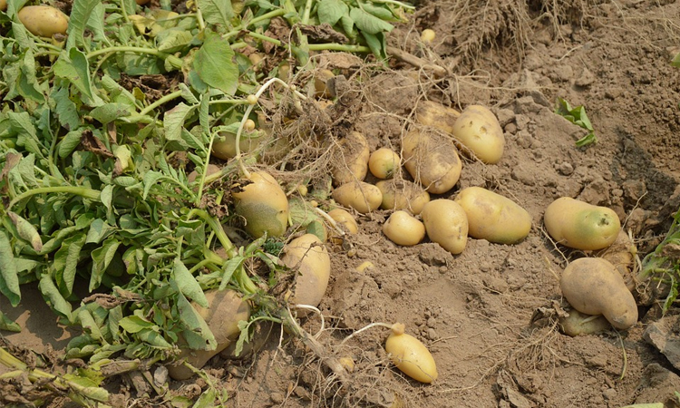 Govt fixes Tk 6.75 per kg to preserve potato at cold storage
