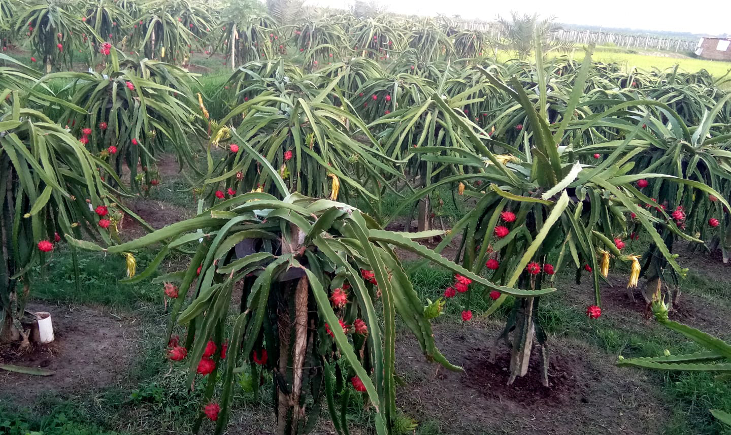 Dragon fruit farming in Bangladesh changes unemployed youths' fate