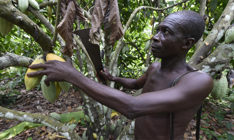 Nigeria seeks to cash in on soaring cocoa prices