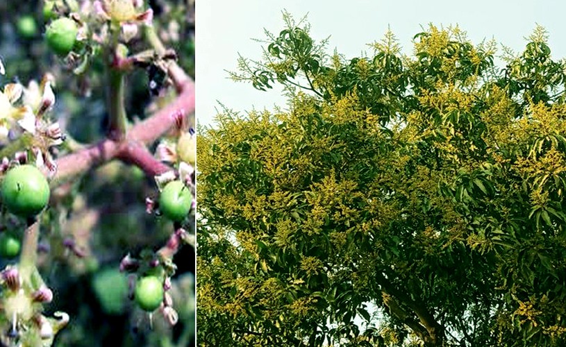 Farmers in Rangpur region rejoice as mango trees bloom splendidly 