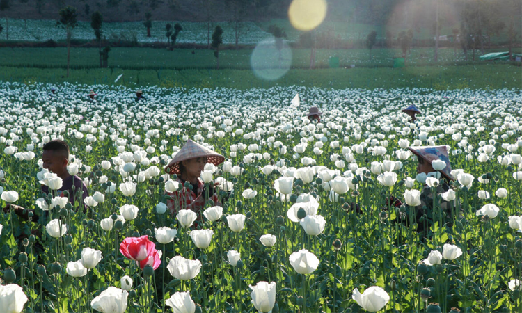 Opium farming takes root in Myanmar's war-wracked landscape