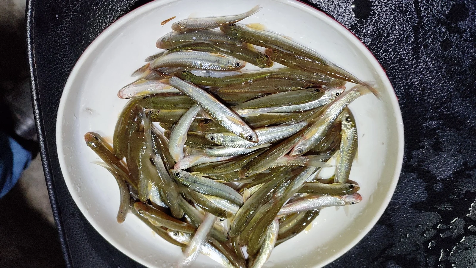 BFRI scientists succeed in breeding local fish 'Gotali'  