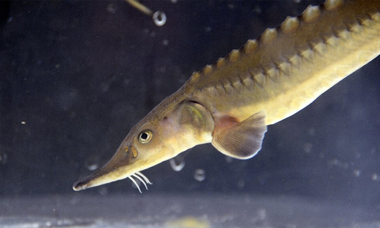 Lake Geneva's fish threatened by warming waters: experts