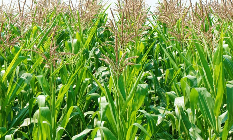 Maize cultivation exceeded target in Manikganj