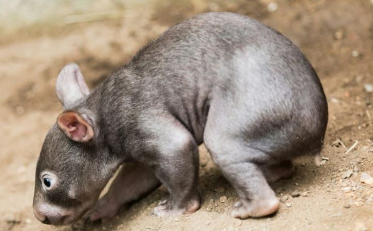 Australians welcome departure of baby wombat grabber