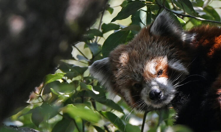 Nepal community efforts revive red panda population