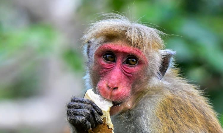 Sri Lanka counts nuisance wildlife in bid to protect crops