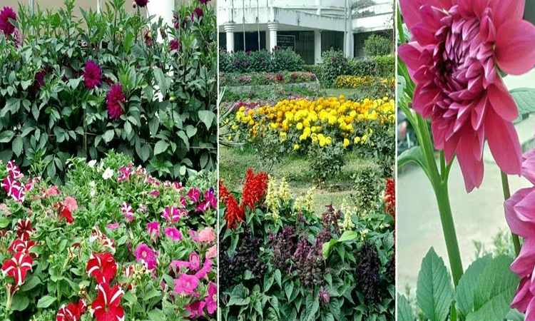 BRUR campus becomes colourful as flowers bloom at trees