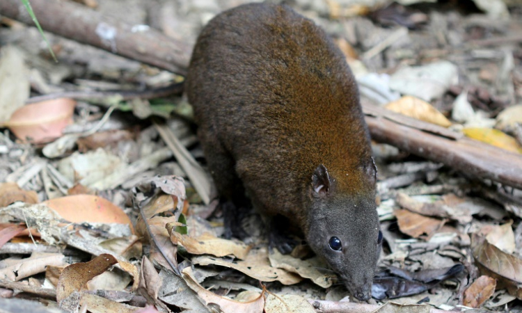 'Musky' marsupial could solve hopping kangaroo mystery