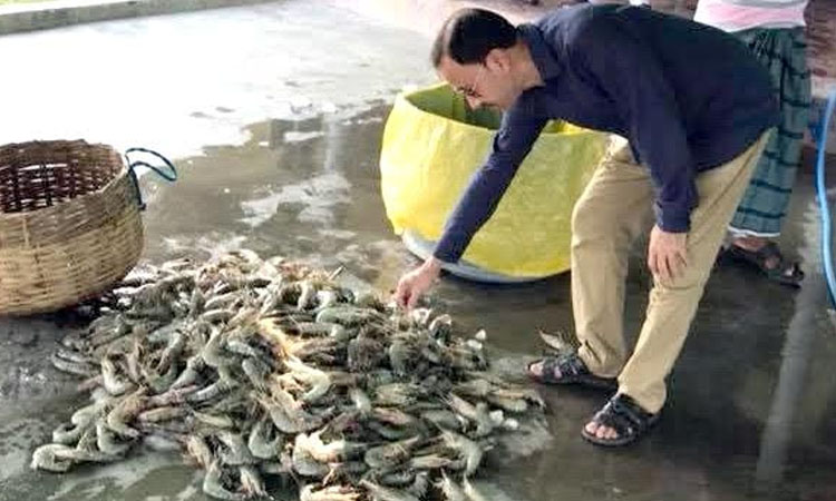 Tale of Ripon's successful shrimp farming in Khulna 