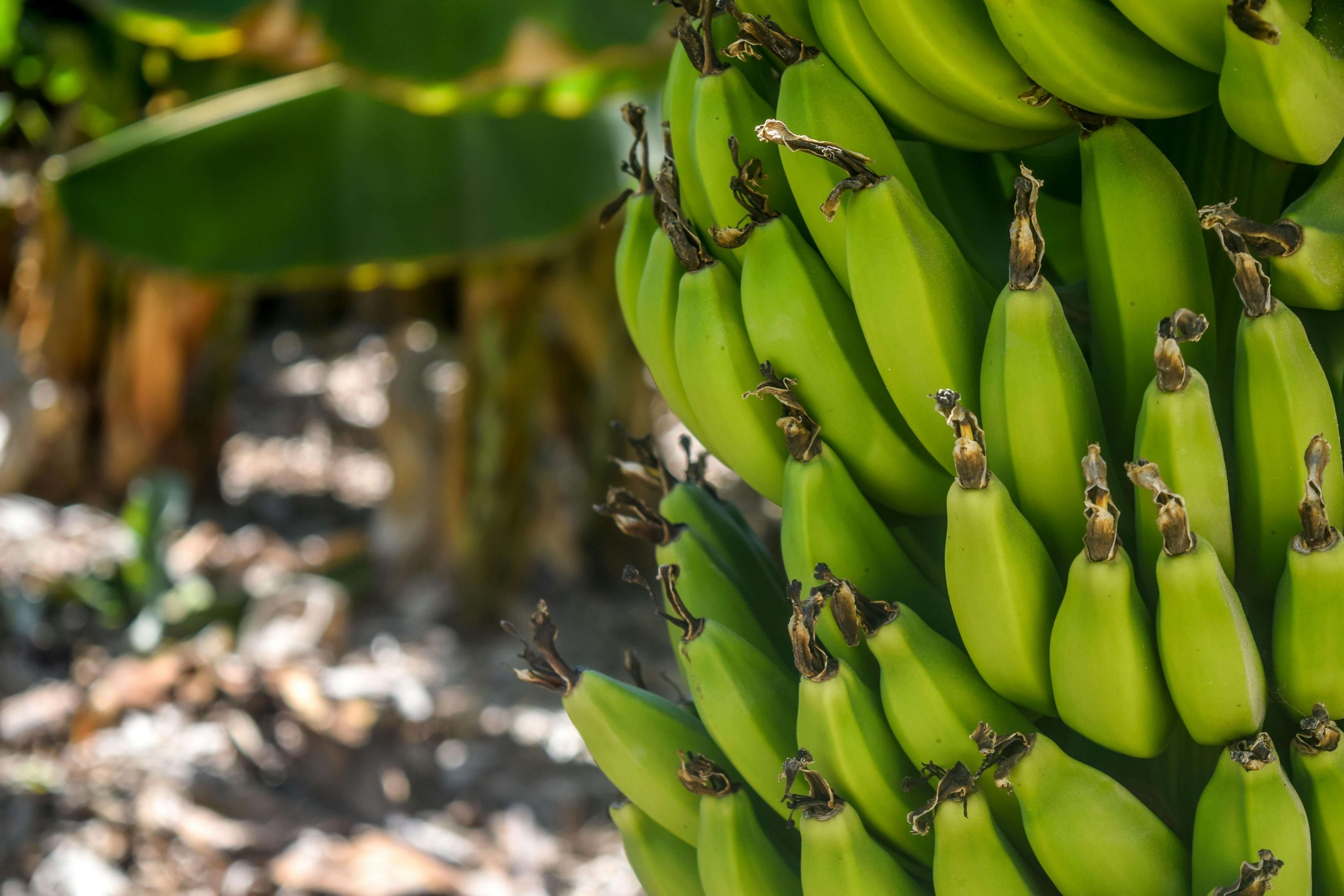 A tale of Naima who defeats poverty cultivating banana