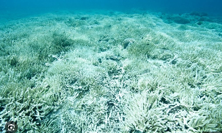 'Shocking' mass bleaching drains life from Australian reef