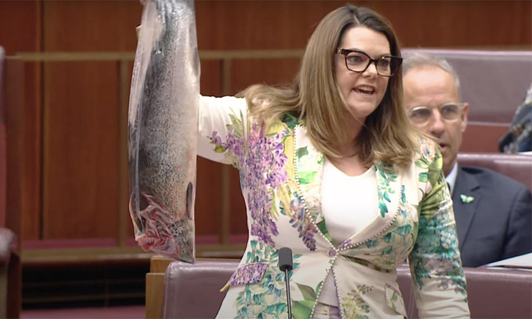 Australian lawmaker shocks senate with dead salmon stunt