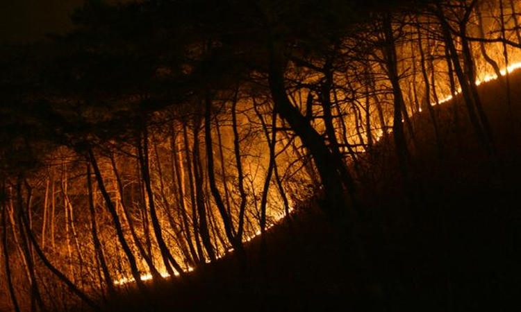 South Korea wildfires 'largest on record': disaster chief