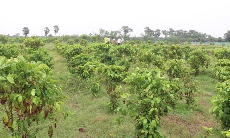 High-value crops farming generates youth entrepreneurship in Rajshahi