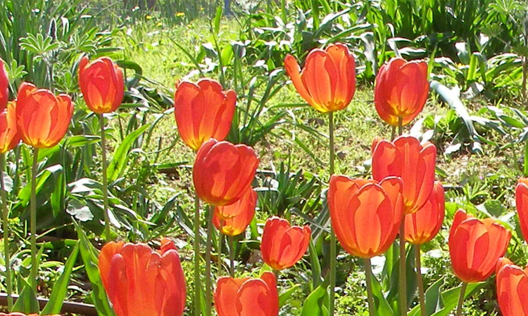 Women become self-reliant growing flowers in Kurigram char lands