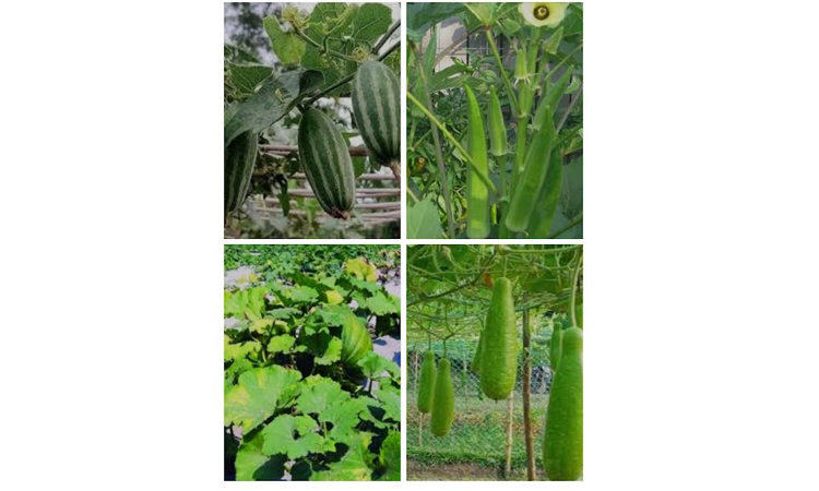 Bumper production of Robi crops makes Khulna farmers happy