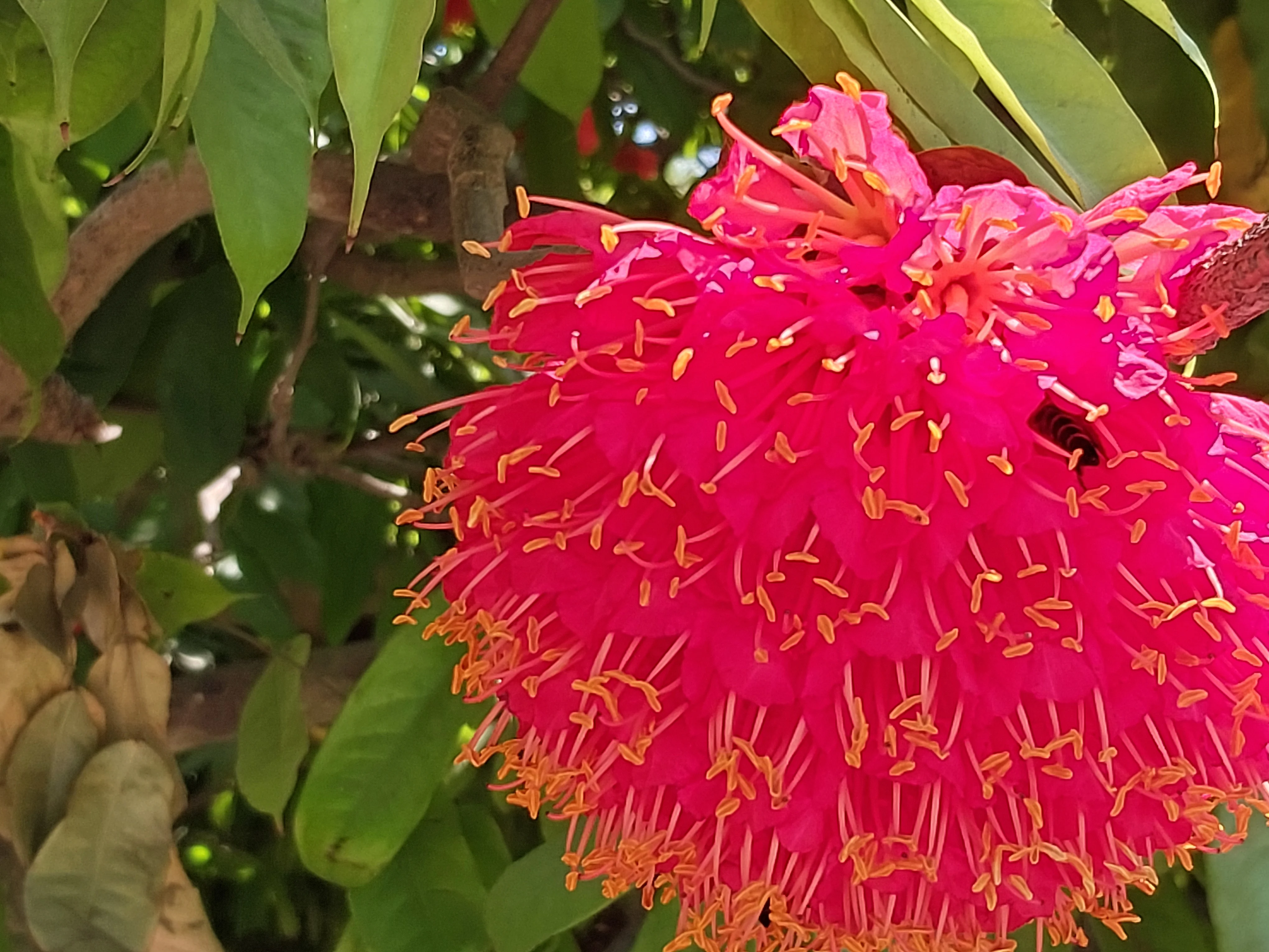 ‘Parijat’ flower enthrals visitors at Uttara Ganabhaban during Eid holidays