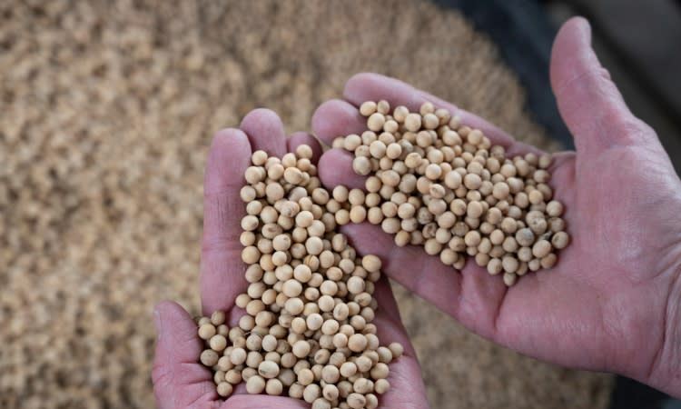 US soybeans, energy: Who is hit by China's tariff retaliation?