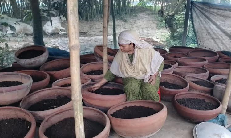 Vermicompost brings self-reliance for many farmers in Rajshahi